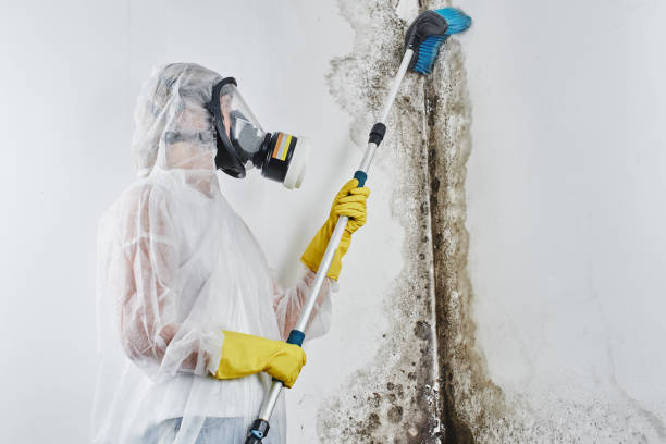 Best Emergency Mold Removal  in Scissors, TX