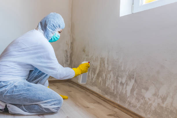 Best Residential Mold Removal  in Scissors, TX