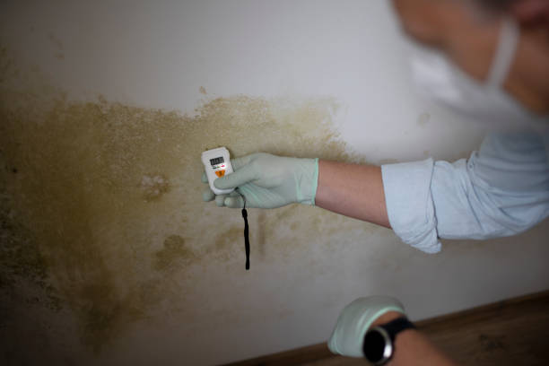 Mold Testing and Removal in Scissors, TX