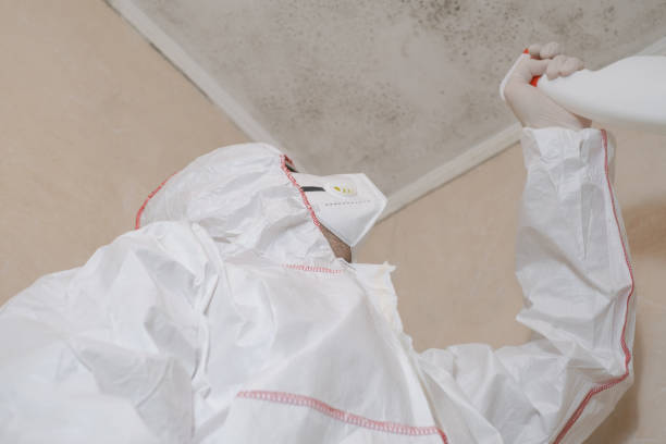 Best Mold Removal Near Me  in Scissors, TX