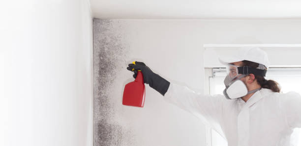Office Mold Removal Services in Scissors, TX