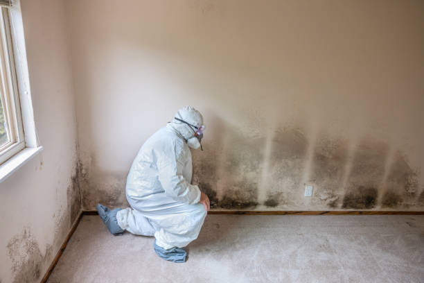 Best Best Mold Removal Companies  in Scissors, TX