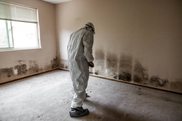 Professional Mold Removal in Scissors, TX