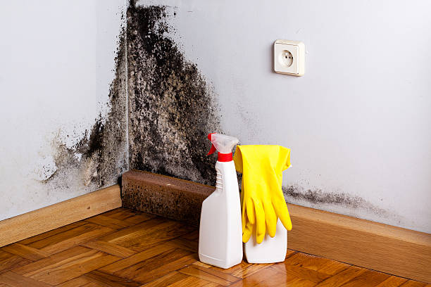 Best Mold Damage Repair  in Scissors, TX